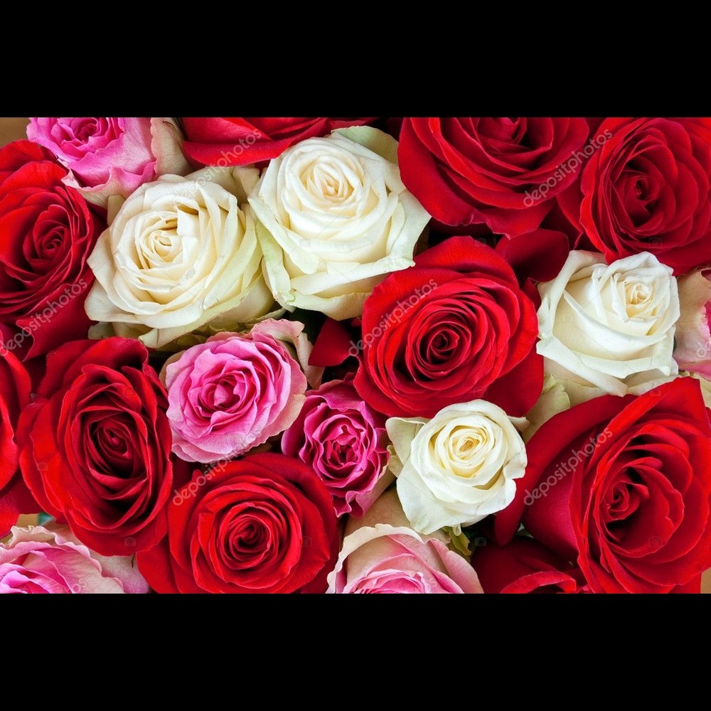 Meet your Posher, Rose